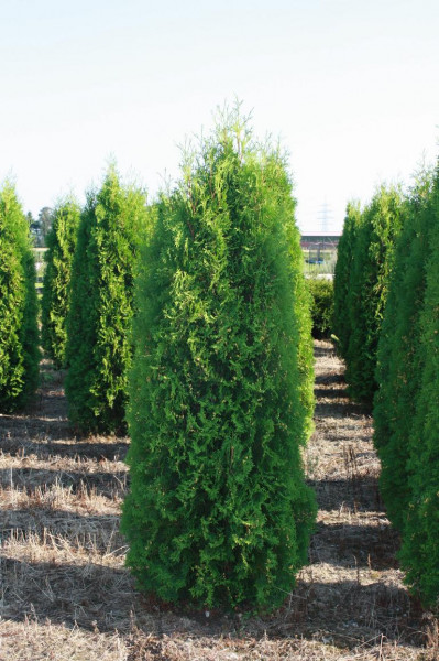 Thuja Malonyana - Größe 180/200 cm - Premium Ballenware