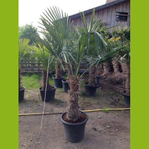 Trachycarpus fortunei - Stammhöhe 50-60 cm, Gesamthöhe 170 cm