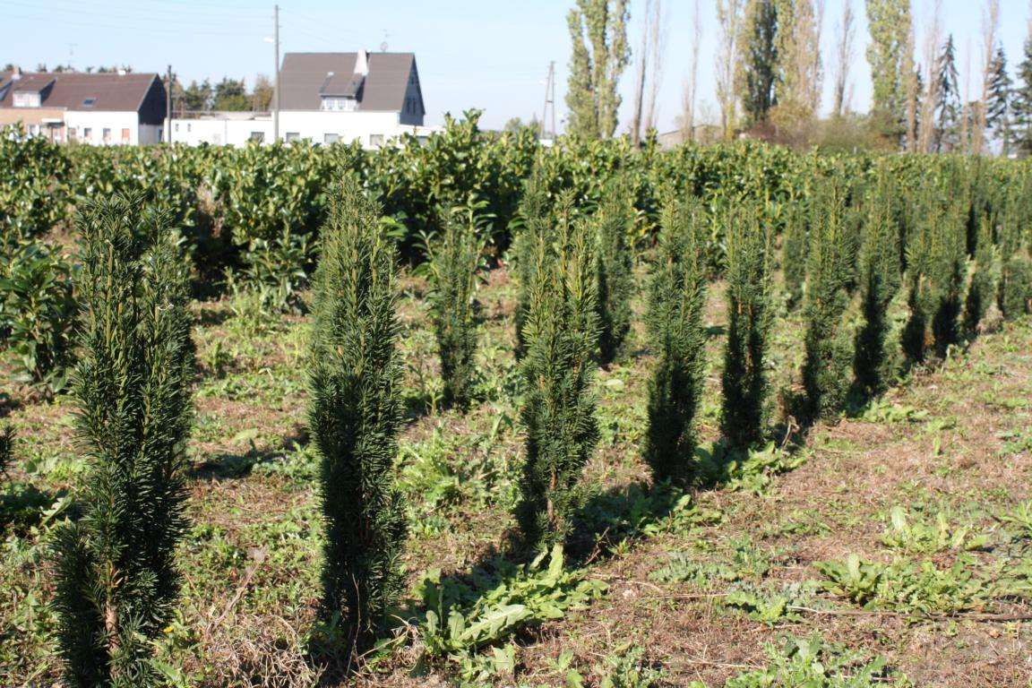 Saleneibe fastigiata robusta - Pflanzenhof Moosheide | Pflanzenhof  Moosheide