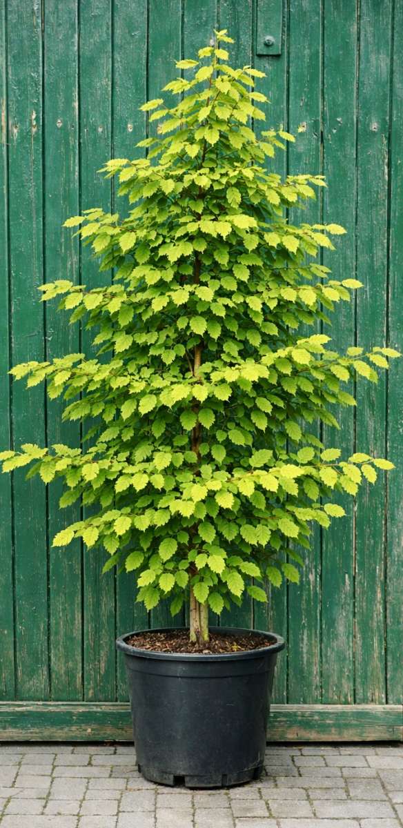 Hainbuche Carpinus betulus | Pflanzenhof Moosheide