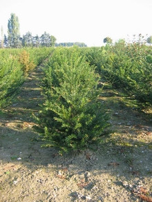 Eibe Taxus Baccata - Größe 60/80 cm - Premium Ballenware