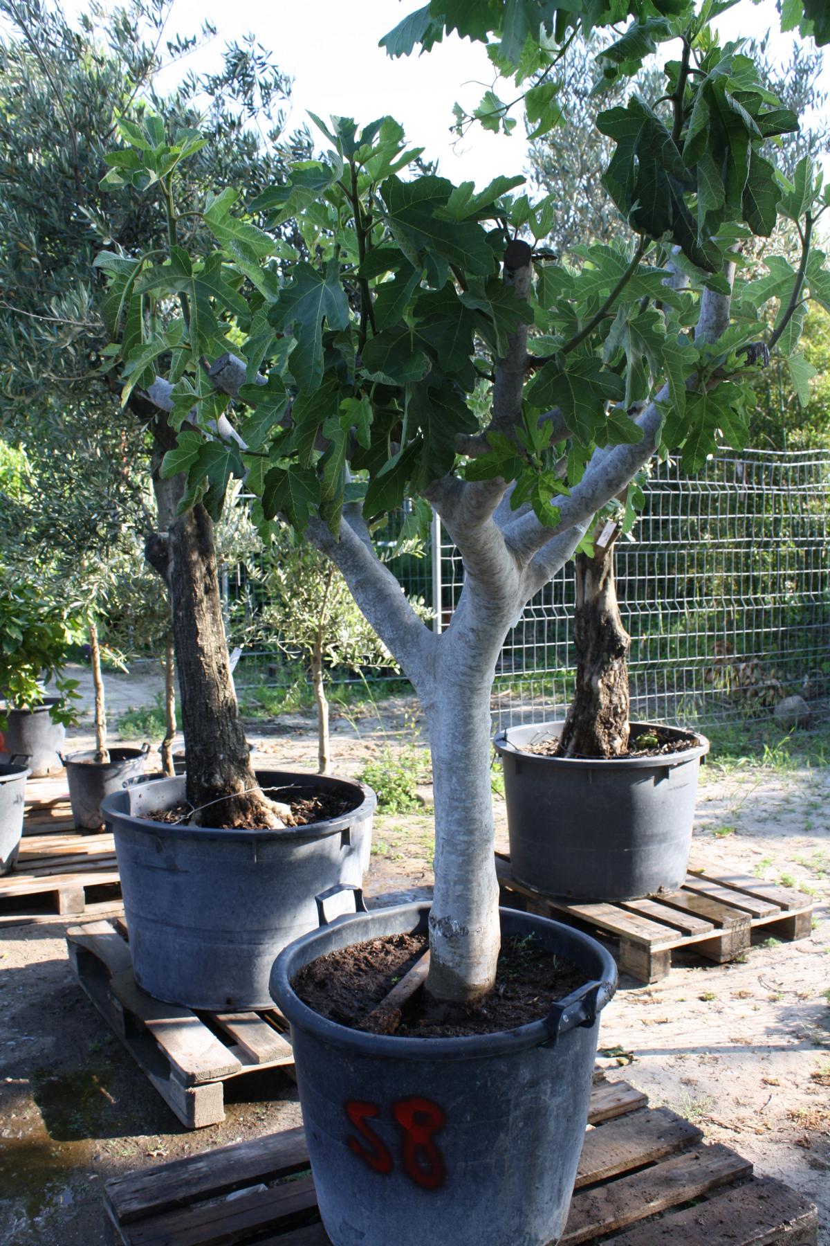 Feigenbaum Stammumfang 2030 cm Feigenbaum Mediterrane Pflanzen