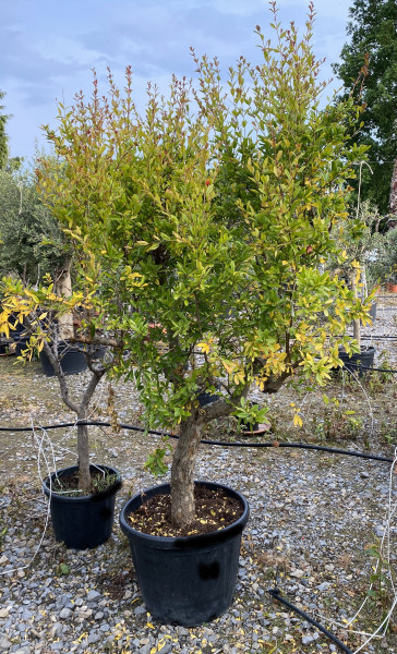 Granatapfelbaum 30-40 cm Stammumfang