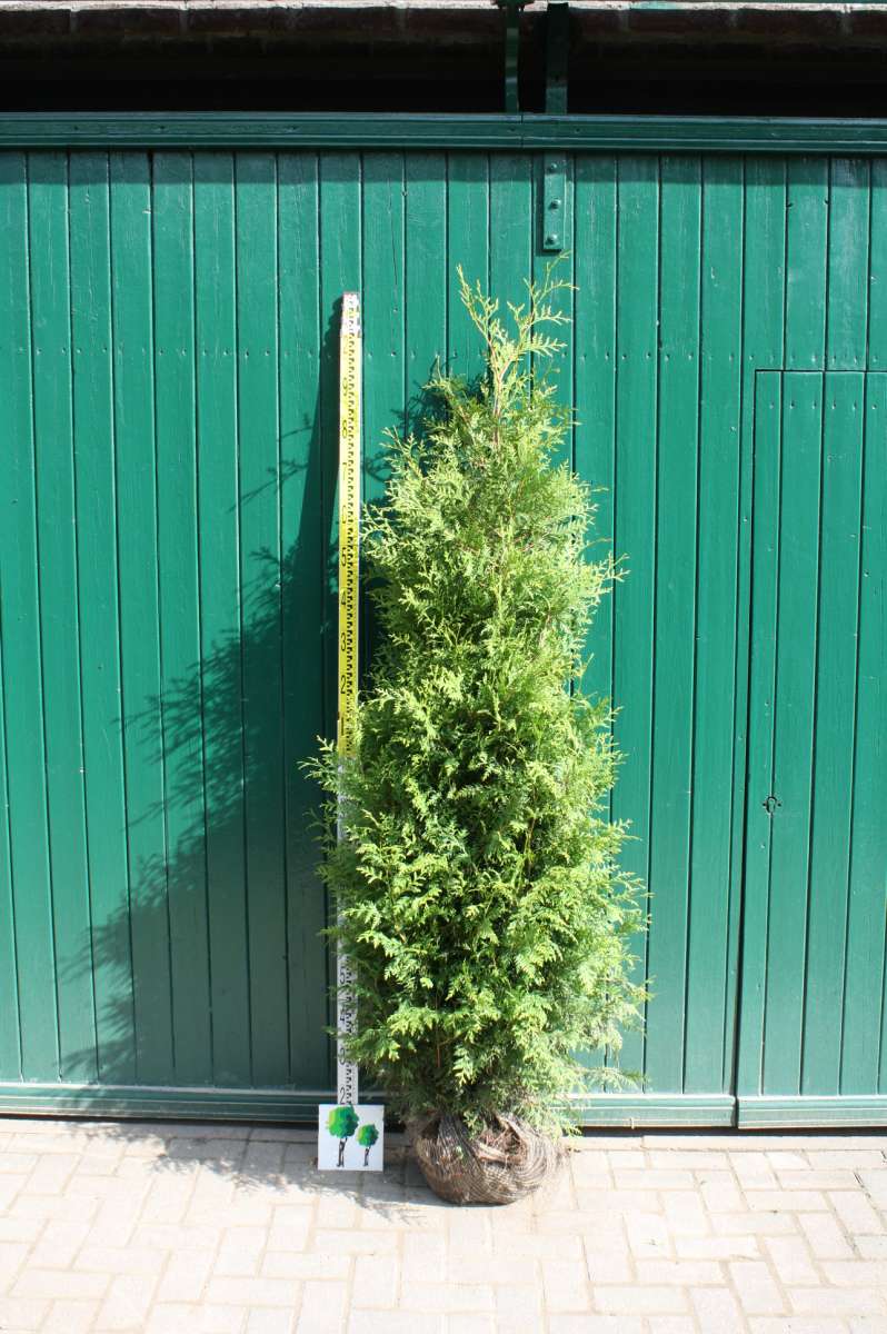 thuja smaragd 1 20 m Purgrün Thuja-Smaragd-Dünger 1 kg