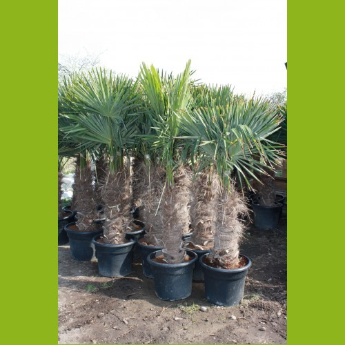 Trachycarpus fortunei - Stammhöhe 90-100 cm, Gesamthöhe 240 cm