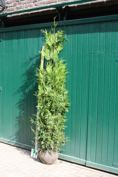 Thuja Martin XXL - Größe 200/220 cm - Premium Ballenware