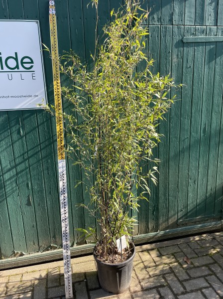 Phyllostachys nigra 175/200 (30 Liter Container) Bambus