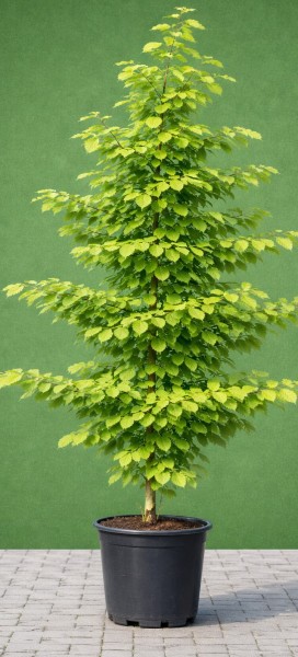 Hainbuche - Carpinus betulus 160/180 cm - Premium Containerware