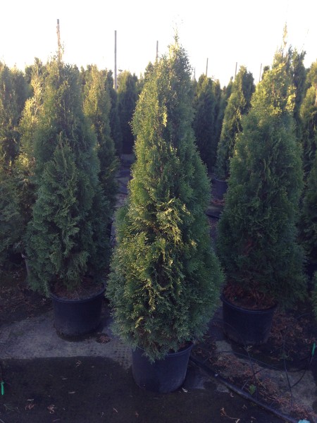 Thuja Smaragd - Größe 160/180 cm - Containerware - Premium