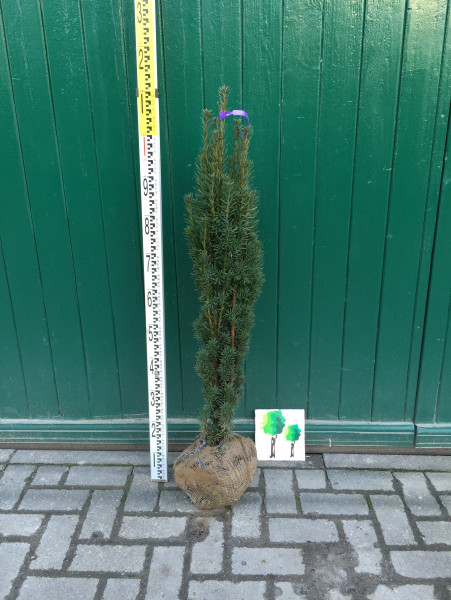 Säuleneibe Fastigiata Robusta 80/100 cm - Premium Ballenware