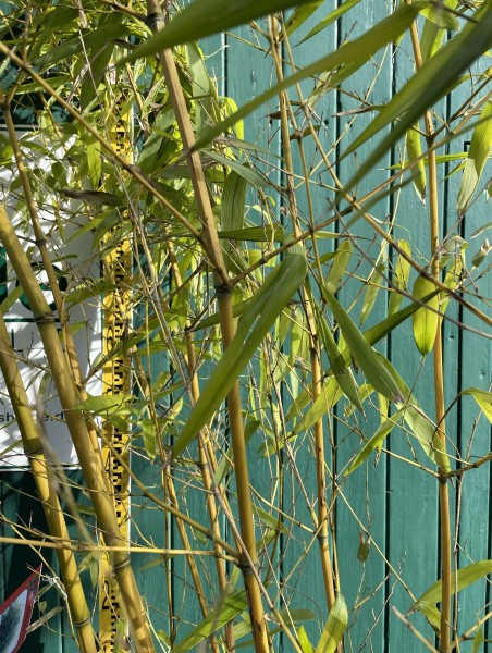 Phyllostachys aureosulcata Aureocaulis 200/225 (45 Liter Container) Bambus