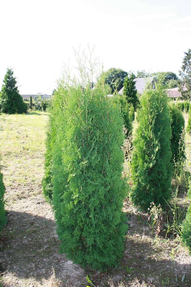 Thuja Malonyana Pflanzenhof Moosheide