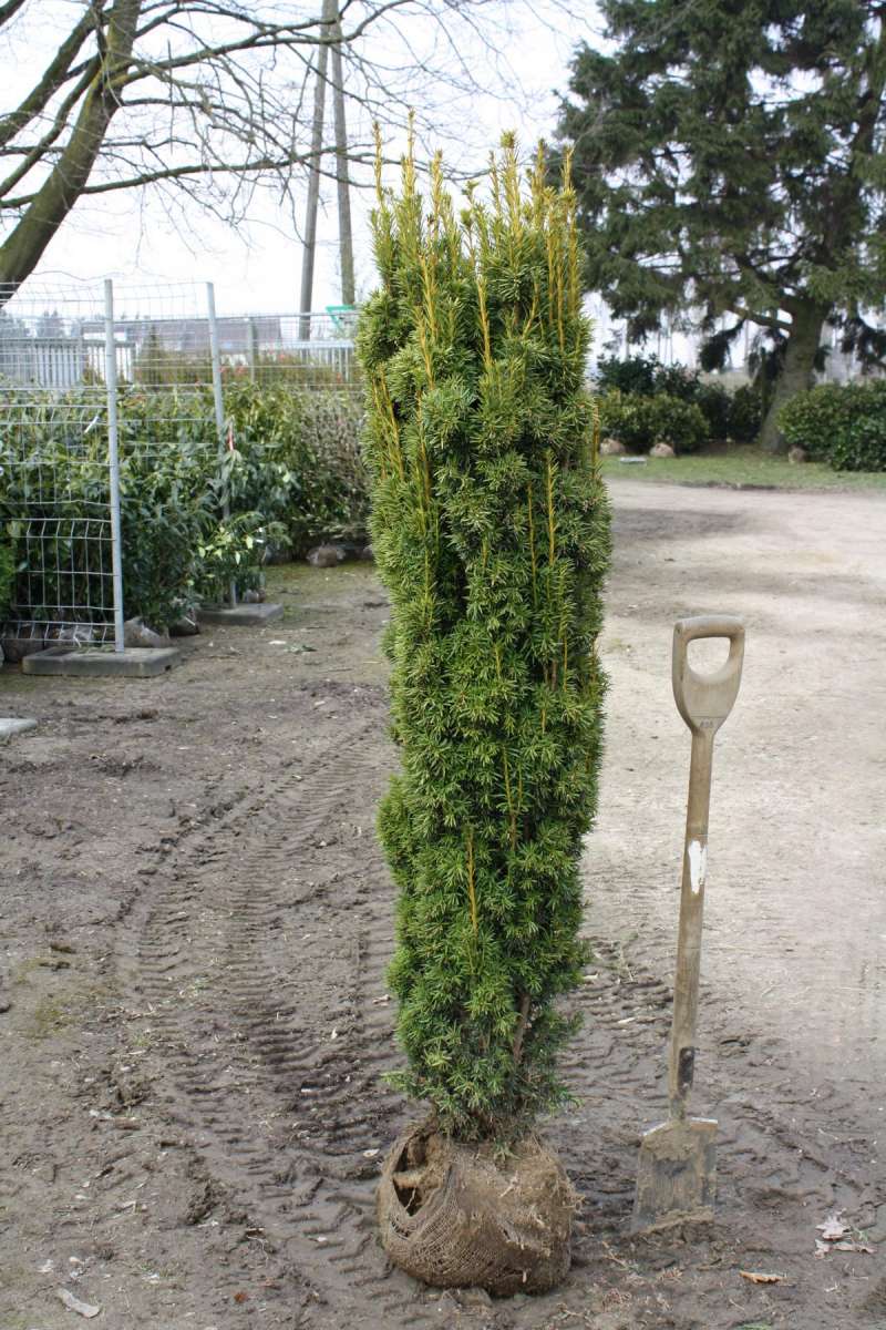 gelbe Säuleneiben vom Pflanzenhof Moosheide Pflanzenhof Moosheide