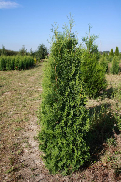 Thuja Malonyana - Größe 160/180 cm - Premium Ballenware