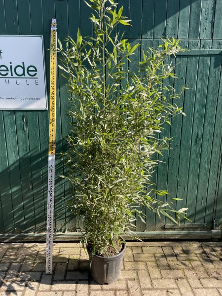 Phyllostachys bissetii 175/200 (30 Liter Container) Bambus