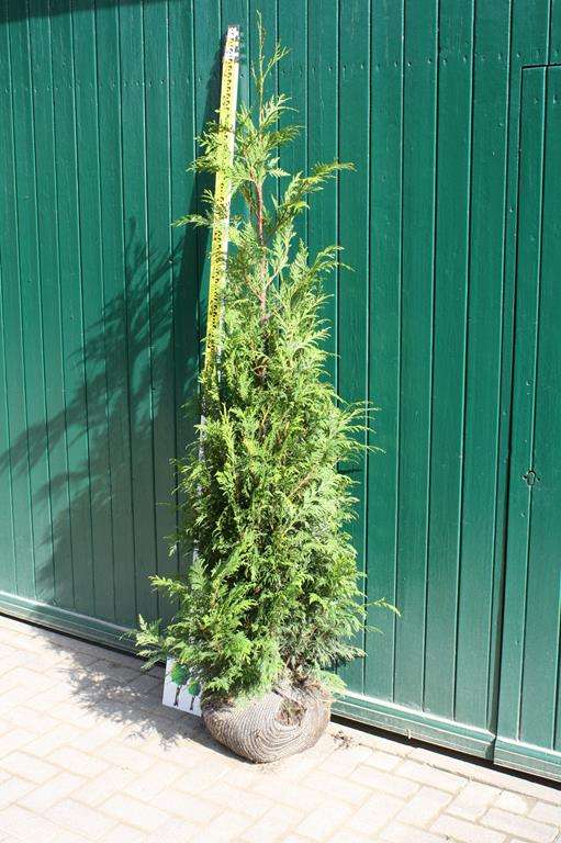 thuja plicata whipcord hochstamm Thuja p. 'Whipcord' #3 24