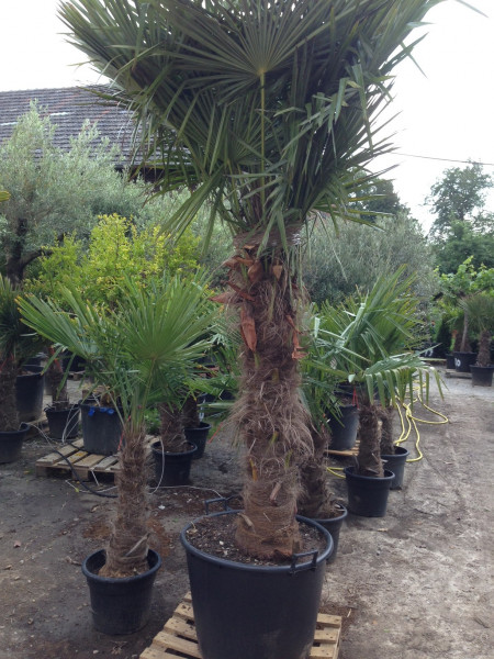 Trachycarpus fortunei - Stammhöhe 270-280 cm, Gesamthöhe 450 cm