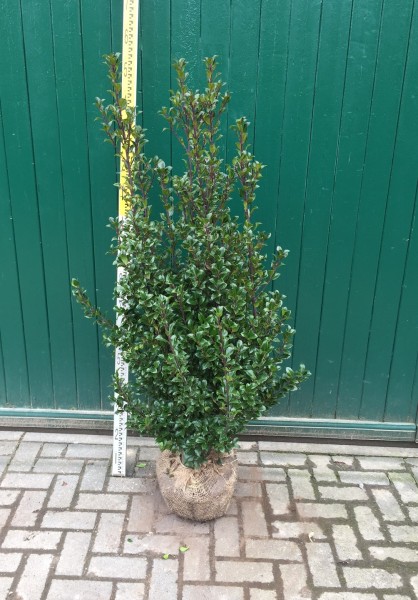 Stechpalme Ilex Heckenstar 120/140 cm - Premium Ballenware