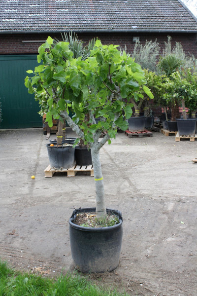 Feigenbaum Stammumfang 30-40 cm