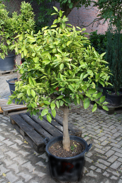 Mandarinenbaum 20-30 cm Stammumfang
