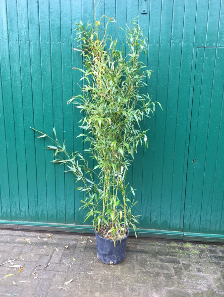 Phyllostachys bissetii 150/175 (15 Liter Container) Bambus