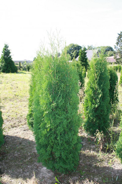 Thuja Malonyana - Größe 140/160 cm - Premium Ballenware