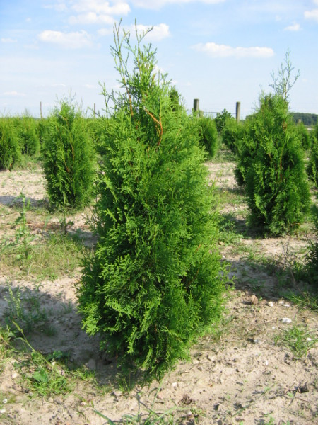 Thuja Malonyana - Größe 100/120 cm - Premium Ballenware