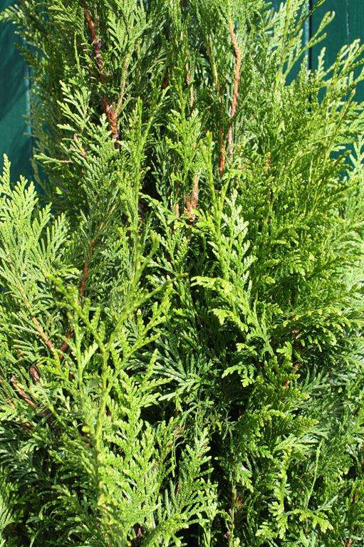 thuja welcher dünger Thuja Dünger main image 0