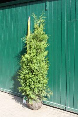 Thuja occidentalis Brabant | Pflanzenhof Moosheide