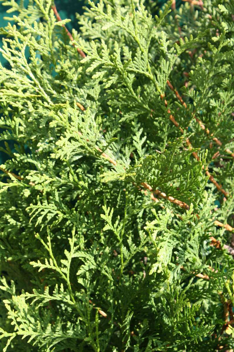 Thuja Brabant | Pflanzenhof Moosheide