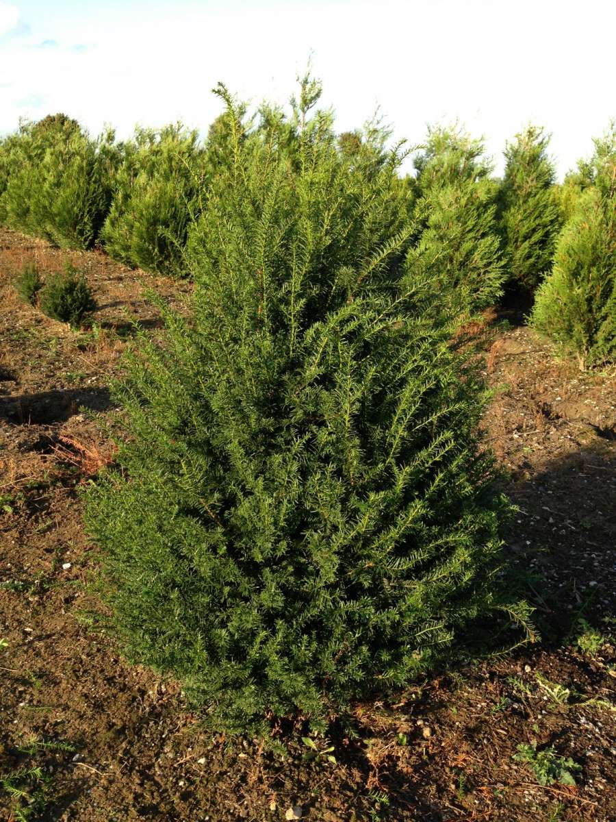 Taxus baccata - verschiedene Gren | Pflanzenhof Moosheide