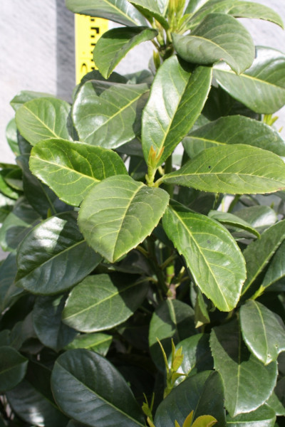 Kirschlorbeer Etna - Größe 120/140 cm - Premium Ballenware