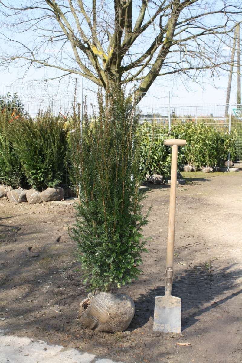 langzeitdünger für eiben Purgrün Eibendünger 1 kg
