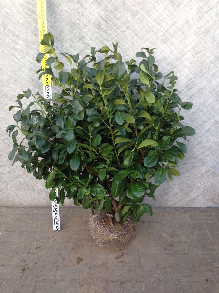philodendron silk plant Nearly Natural 52'' Large Leaf Philodendron Silk Plant main image 0
