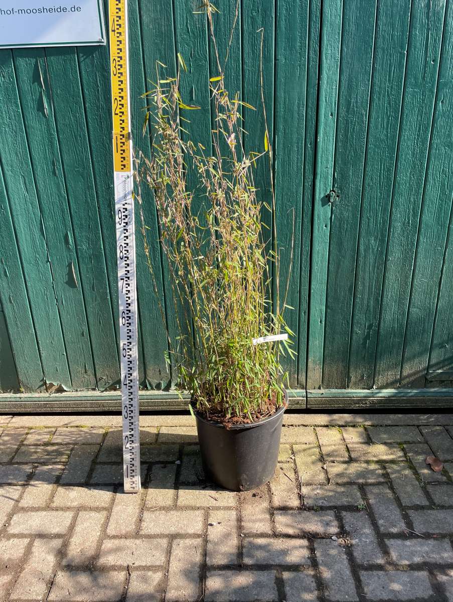 bananenpflanze groß kaufen Musa Dwarf Cavendish Bananenpflanze XL – vielgrün