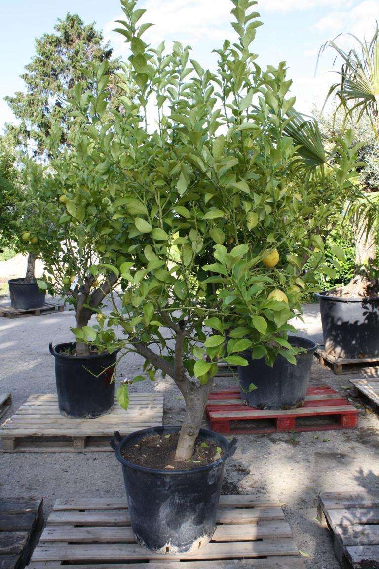 Zitronenbaum Pflanzenhof Moosheide