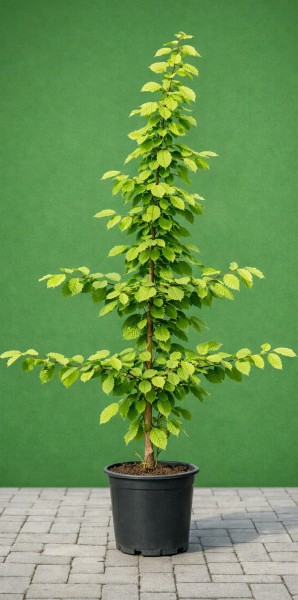 Hainbuche - Carpinus betulus 100/120 cm - Premium Containerware