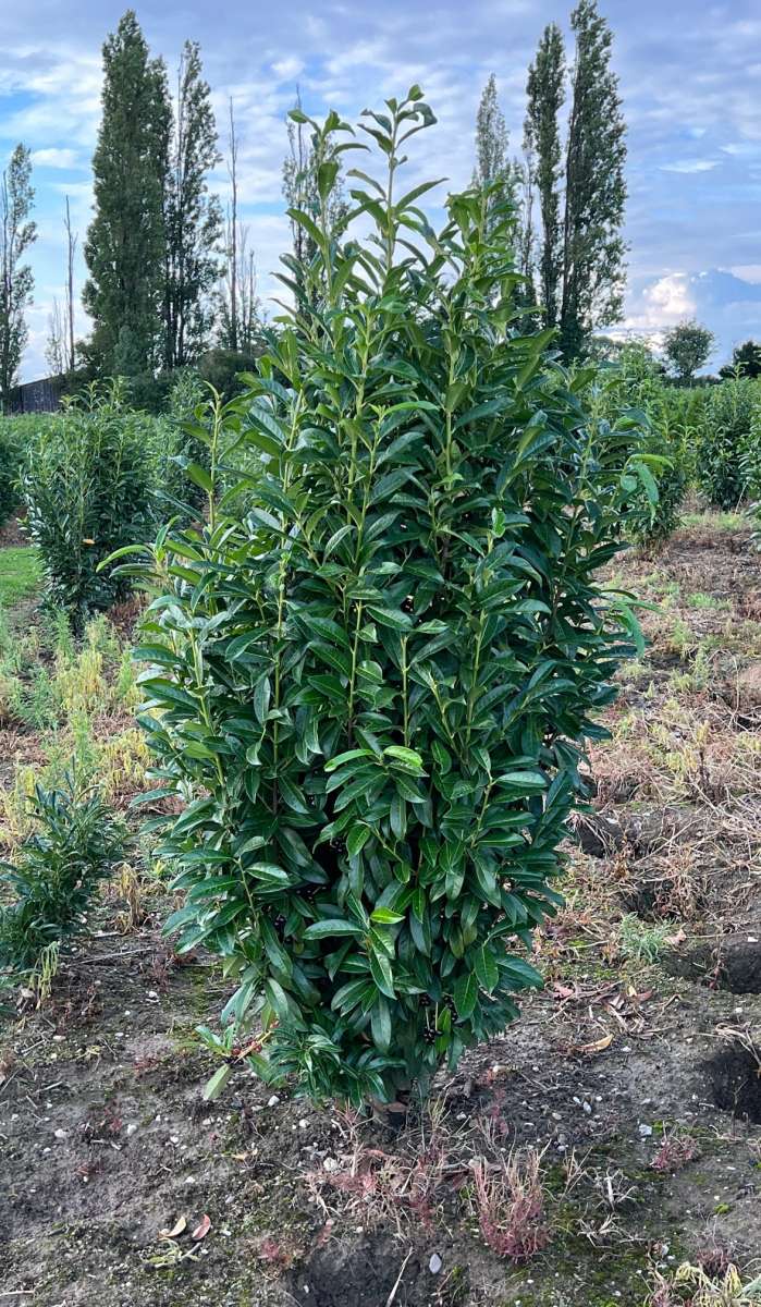 Kirschlorbeer Genolia - 1A Kirschlorbeer | Pflanzenhof Moosheide