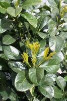 Vorschau: Kirschlorbeer Etna - Größe 120/140 cm - Premium Ballenware Vorschau: Kirschlorbeer Etna - Größe 120/140 cm - Premium Ballenware