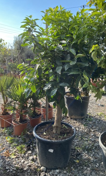 Limette - Limettenbaum 30-40 cm Stammumfang