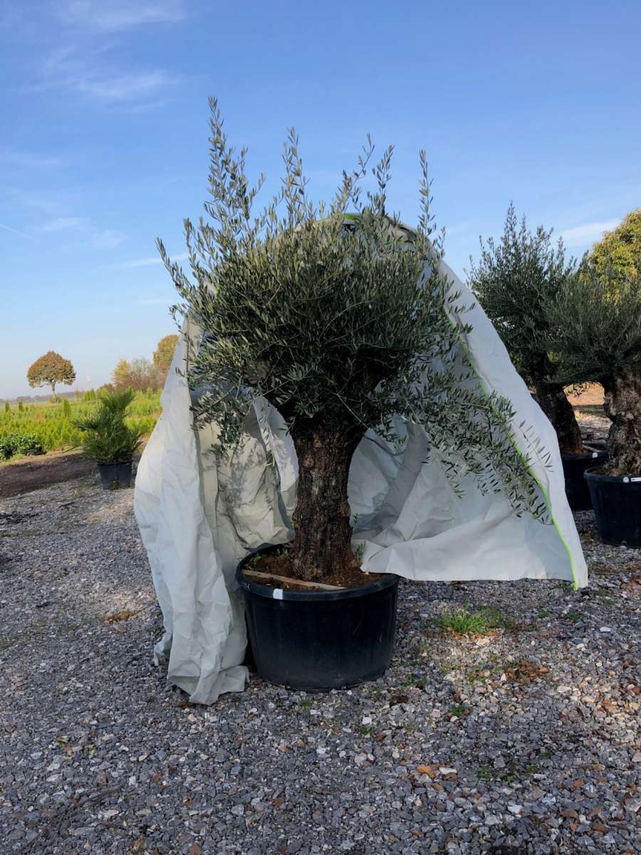 variegated schefflera plant Schefflera Arboricola Trinette 'Dwarf Umbrella Tree' Floor Plant