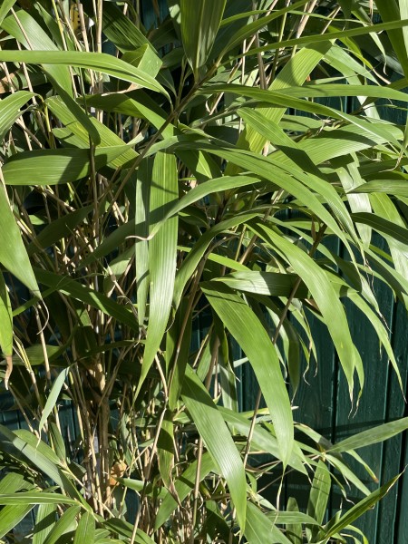 Pseudosasa japonica 200/225 (45 Liter Container) Bambus