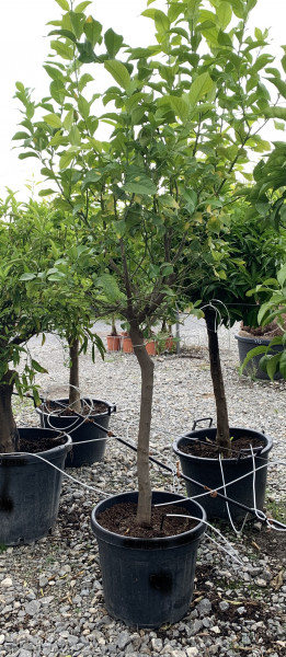 Zitronenbaum 10-15 cm Stammumfang