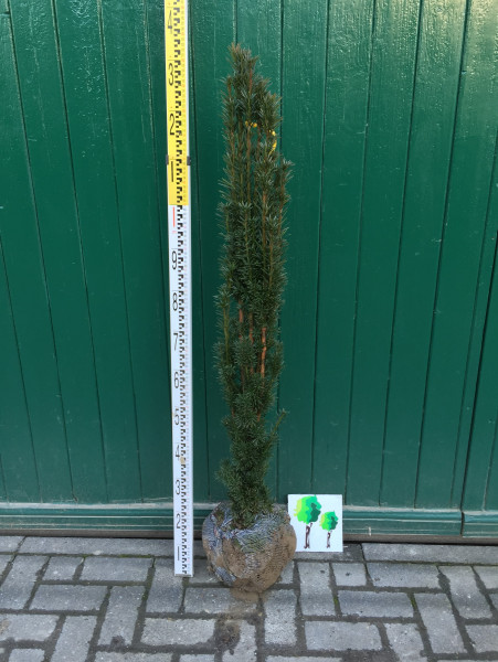 Säuleneibe Fastigiata Robusta 140/160 cm - Premium Ballenware