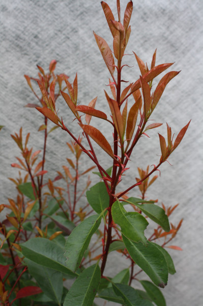 Glanzmispel Red Robin 120/140 cm - Premium Ballenware