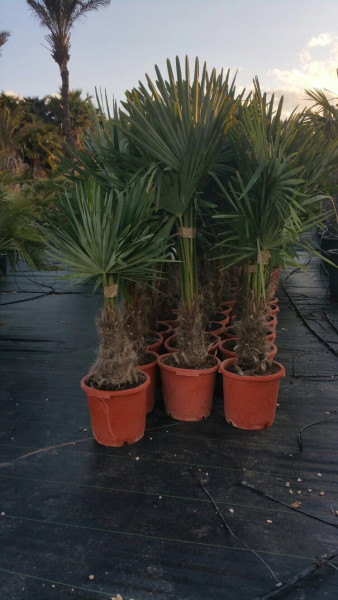Trachycarpus fortunei - Stammhöhe 30-40 cm, Gesamthöhe 130 cm