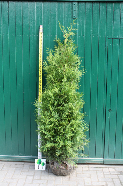 Thuja Brabant - Größe 140/160 cm - Premium Ballenware