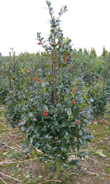 Stechpalme Ilex Heckenfee | Pflanzenhof Moosheide