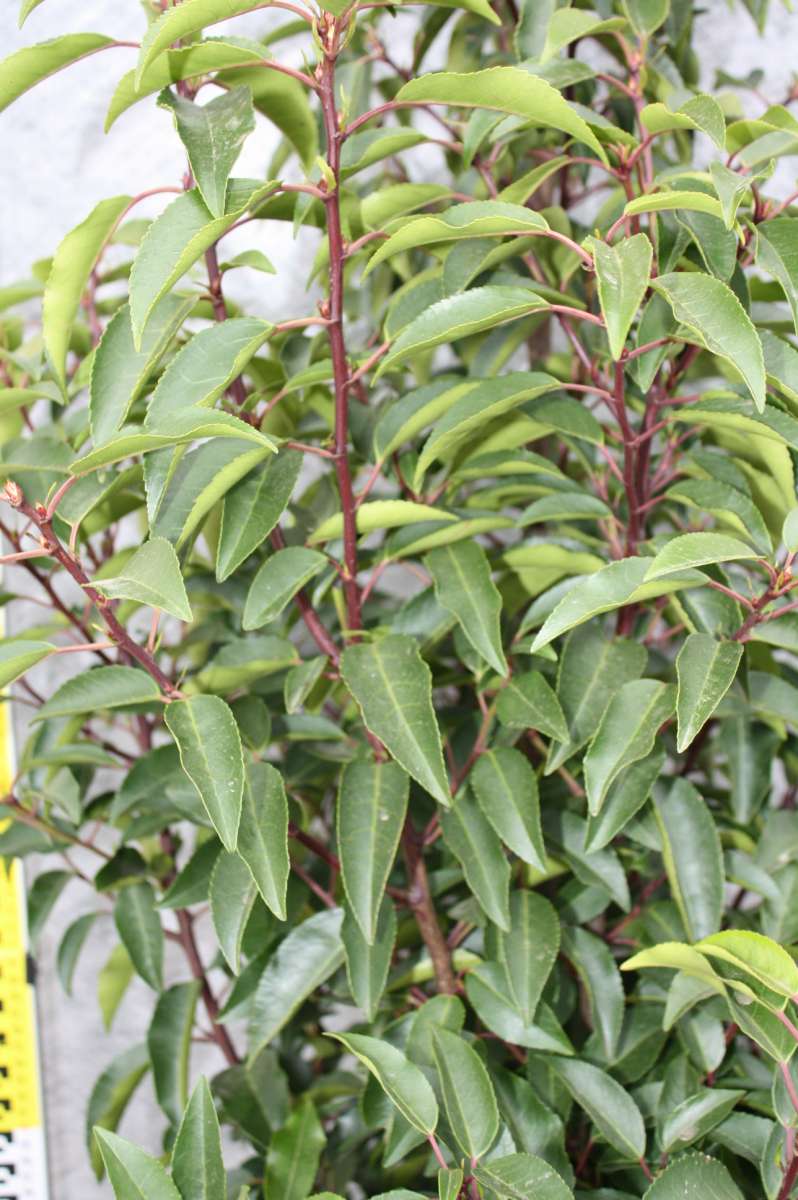 philodendron white princess mature Buy White Princess Philodendron for Sale Online main image 0