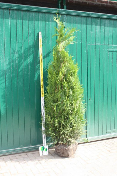 Thuja Martin - Größe 180/200 cm - Premium Ballenware